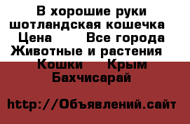 В хорошие руки шотландская кошечка › Цена ­ 7 - Все города Животные и растения » Кошки   . Крым,Бахчисарай